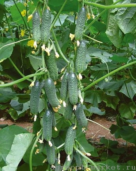 Платина F1 семена огурца партенокарпического (Nunhems / Нюнемс) культура – фото 4