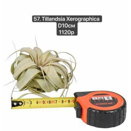 57. Тилландсия Ксерографика (Tillandsia Xerographica) D10см