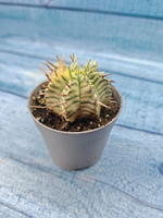 Euphorbia meloformis f. Variegated (Эуфорбия вариегатная)