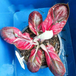 Каладиум TAWEEPHOP