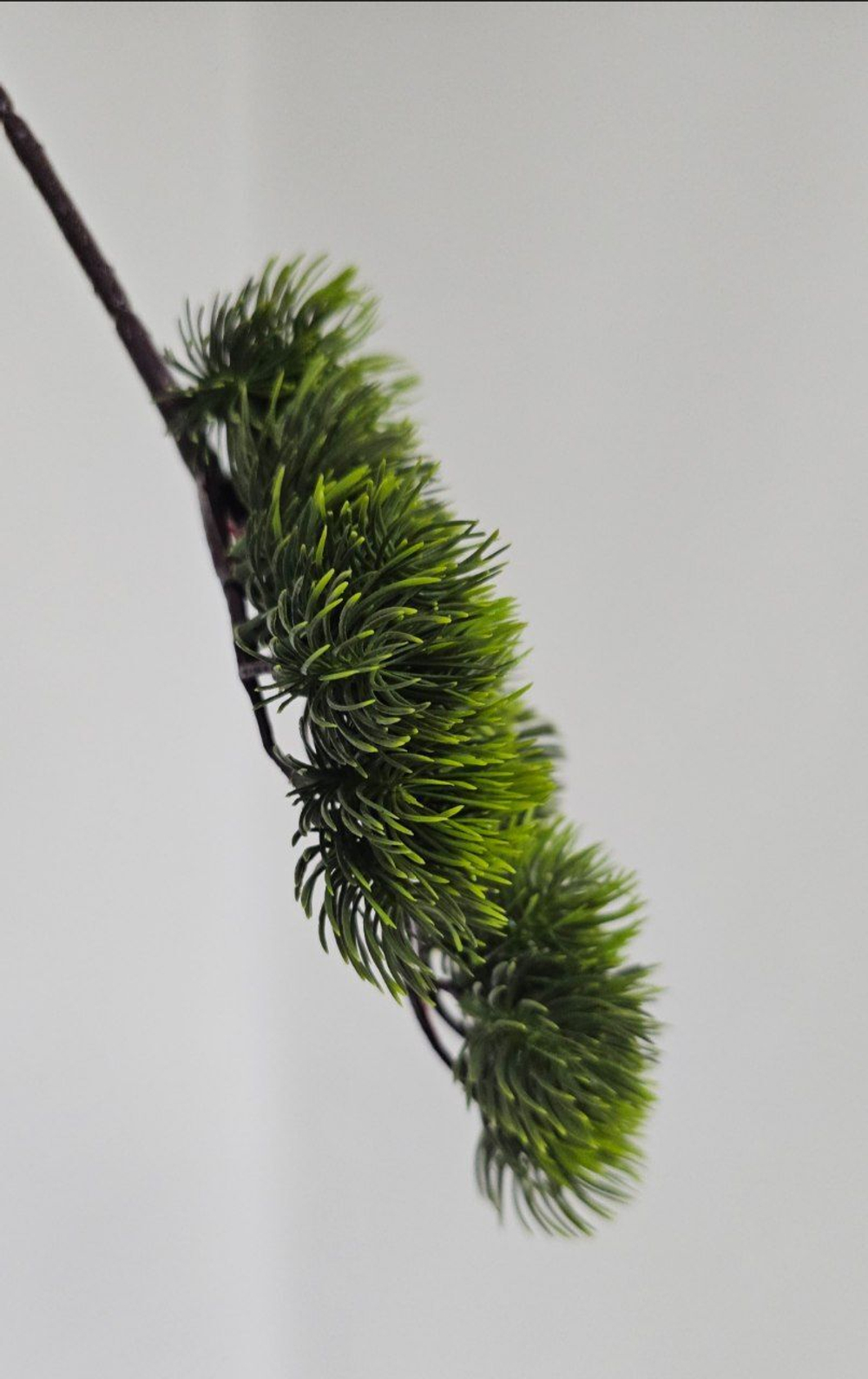 Бонсай темный / Арт 5089