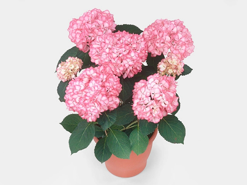 HOVARIA MIRAI/ХОВАРИЯ МИРАЙ