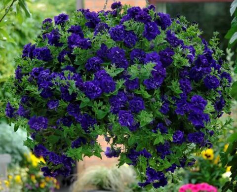 Петуния Tumbelina Belinda