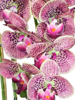 Искусственные цветы Орхидеи 3 ветки вишневые латекс 65см в кашпо
