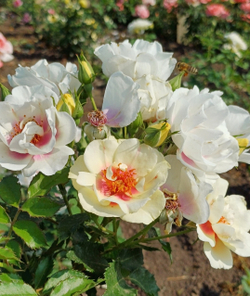 БУЛС АЙС (Bull's Eye )(Pejamore)