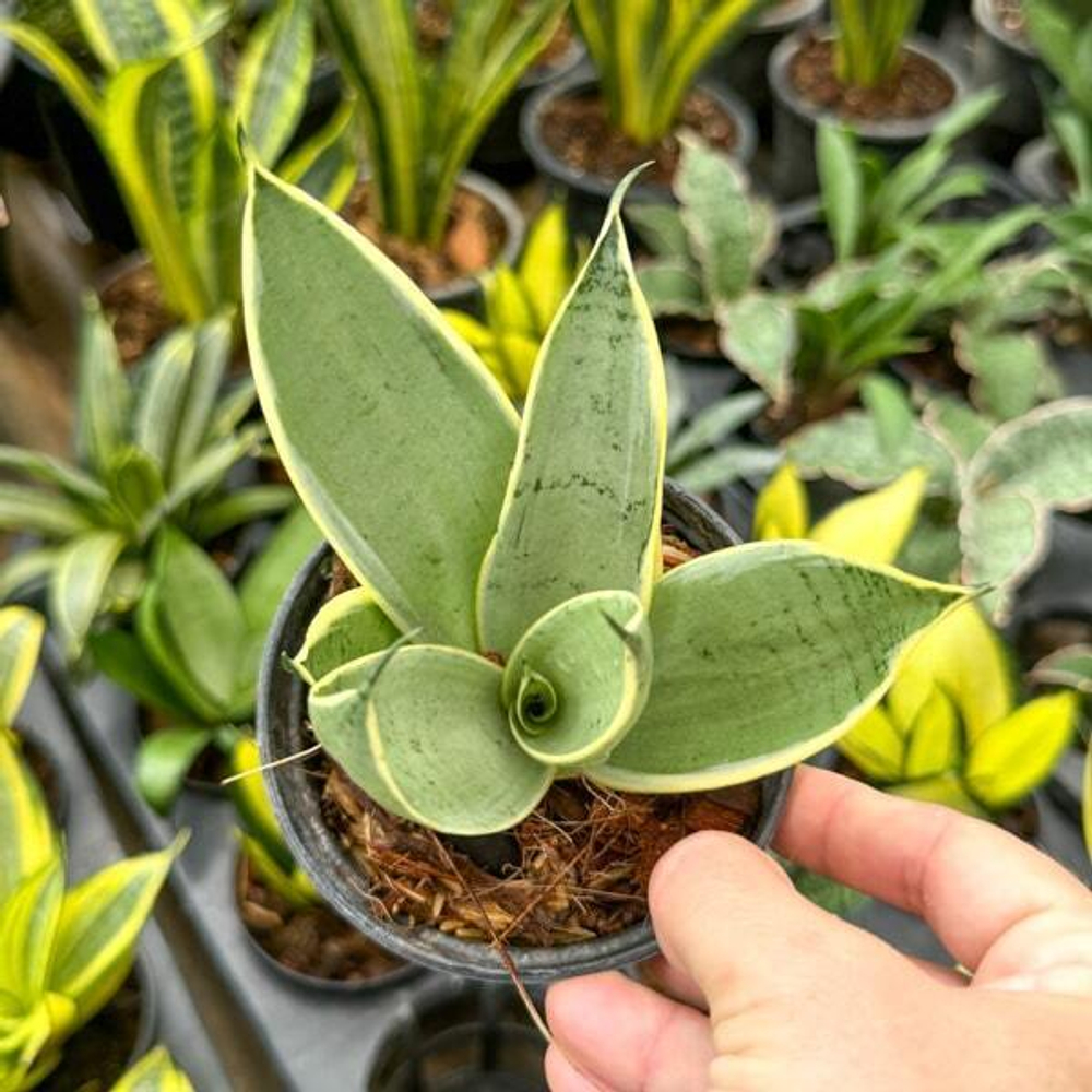 Сансевиерия STARLIGHT