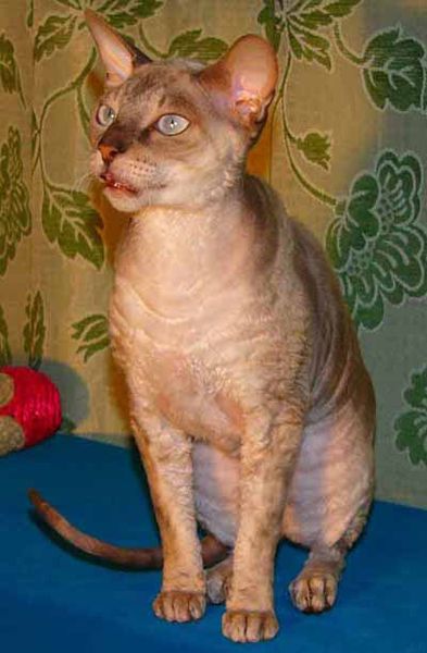 Корниш-рекс Корниш-рекс