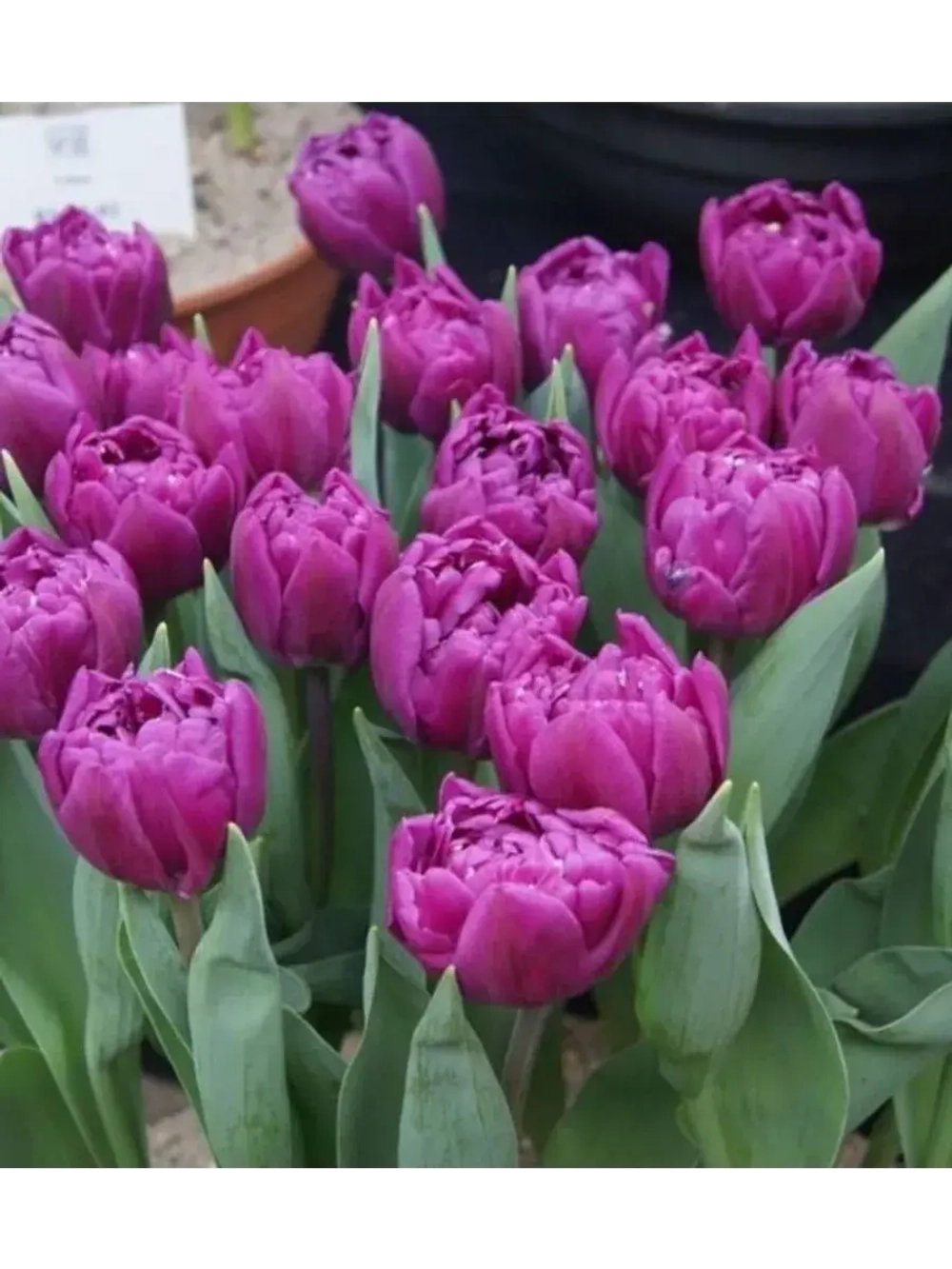 Тюльпаны Saigon Double 4 шт, набор луковиц