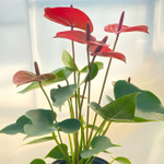 Антуриум Андре RITMA