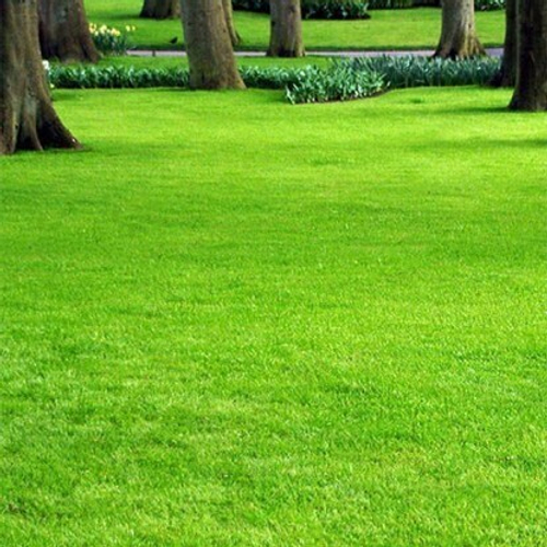 Полевица побегоносная (Дания) 100 гр