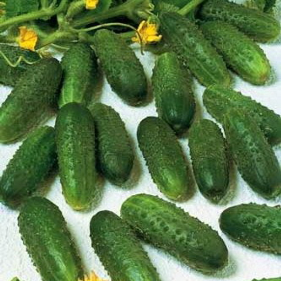 Маринда F1 семена огурца партенокарпического (Seminis / ALEXAGRO) культура – фото 3