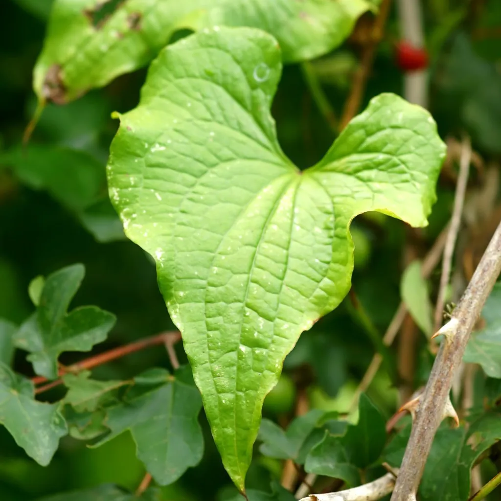 Диоскорея (корень)