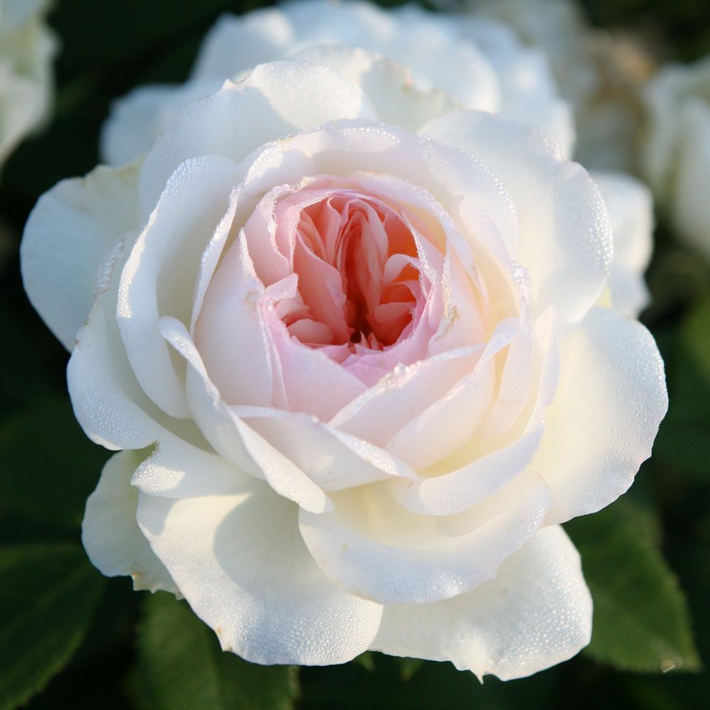 Стефани Баронинцу Гуттенберг (Stephanie Baroninzu Guttenberg)