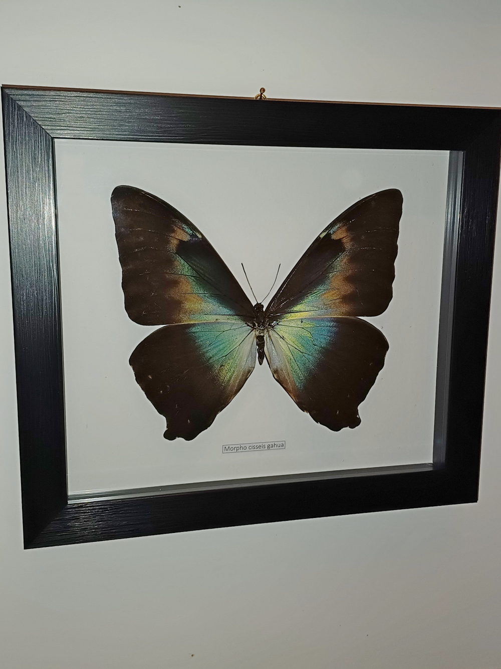 Бабочка Morpho cisseis gahua в рамке