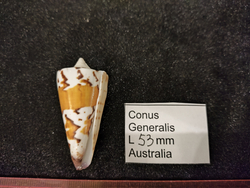 Конус генеральский