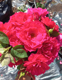 ВАИЛД БЛЮ ЁНДЕ