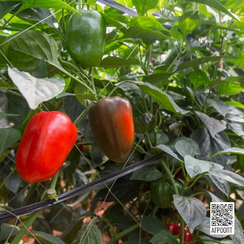 ТРИРОССО F1 семена перца сладкого (Rijk Zwaan | Alexagro)