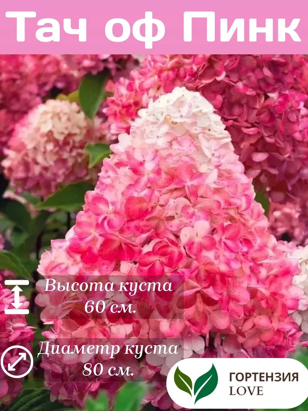 Тач оф Пинк гортензия метельчатая