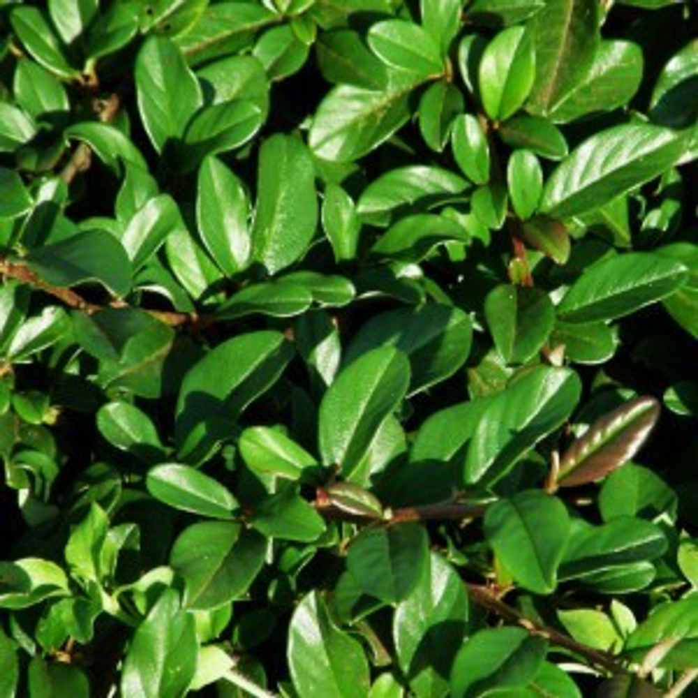 Кизильник блестящий С5 60-80