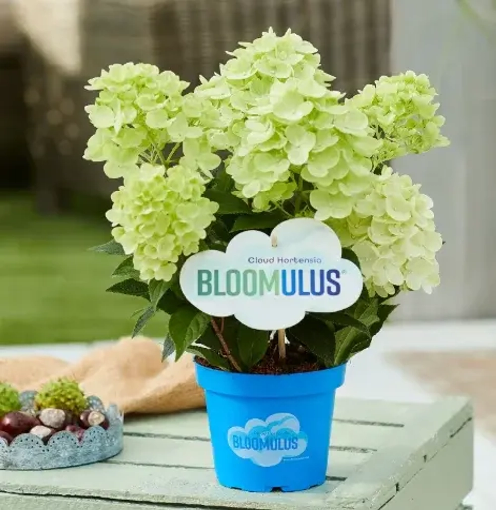 Стратус Облачная серия (Bloomulus Stratus) р9 (0.5 л.) ИЮЛЬ 2026