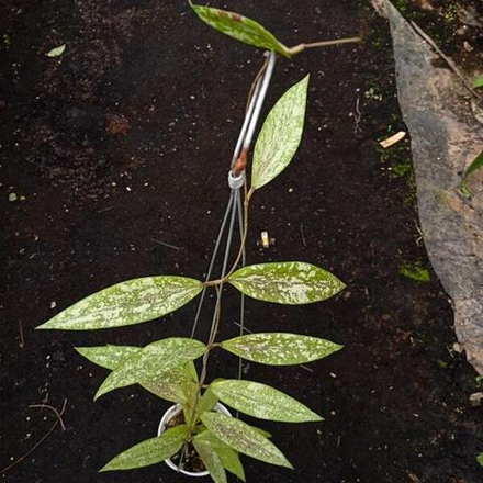 Хойя RINDU RAFFLESIA SILVER SPLASH