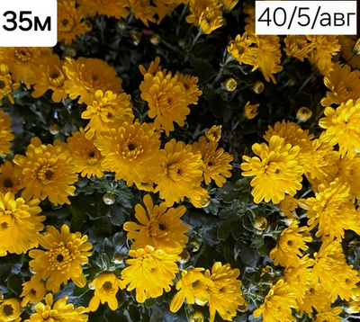 САЖЕНЦЫ ХРИЗАНТЕМЫ МУЛЬТИФЛОРА ЖЕЛТАЯ №35