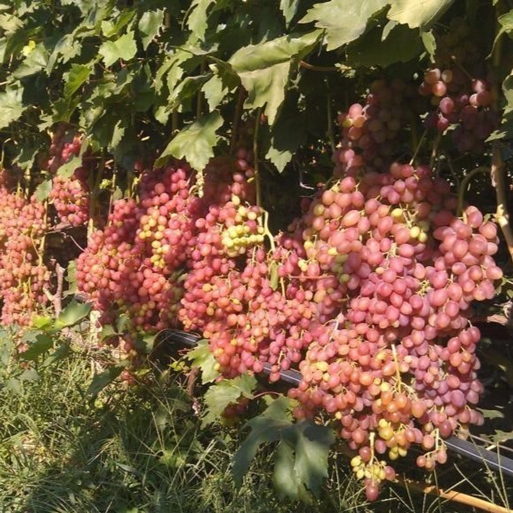 Виноград Кишмиш Лучистый