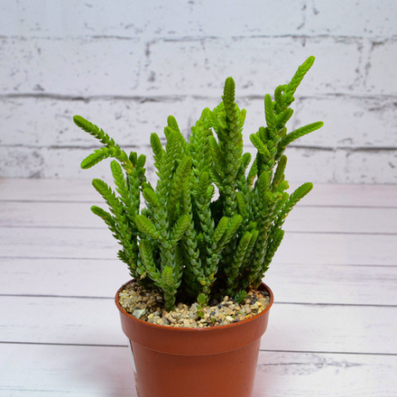 Crassula Lycopodioides (Крассула)