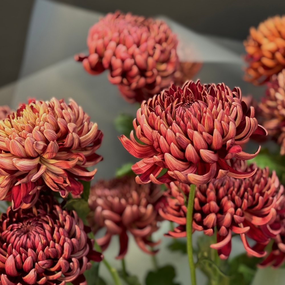 Монобукет из 13 хризантем бигуди