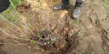 Весенняя пересадка взрослых кустарников: как переселить смородину и крыжовник без стресса