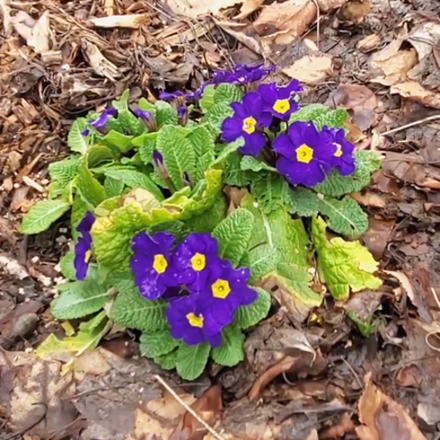 Примула садовая