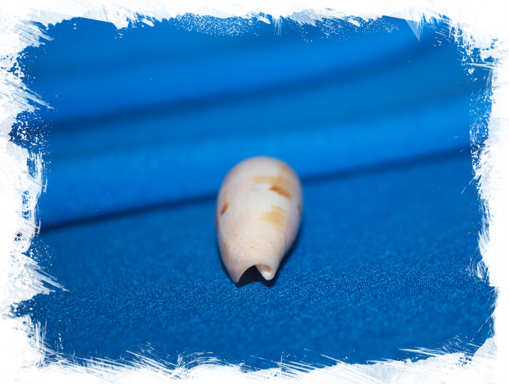 Конус лутеус (Conus luteus)