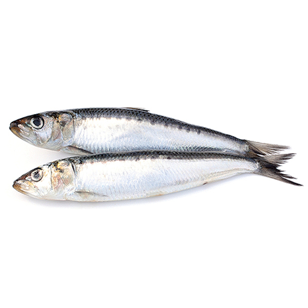 Сардина (иваси) с/м н/р 17+ "Курильский рыбак" рядная укладка (Октябрь 2024) 1/18кг (3*6кг)