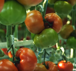 Алтадена F1 семена томата индетерминантного (Syngenta / Сингента)