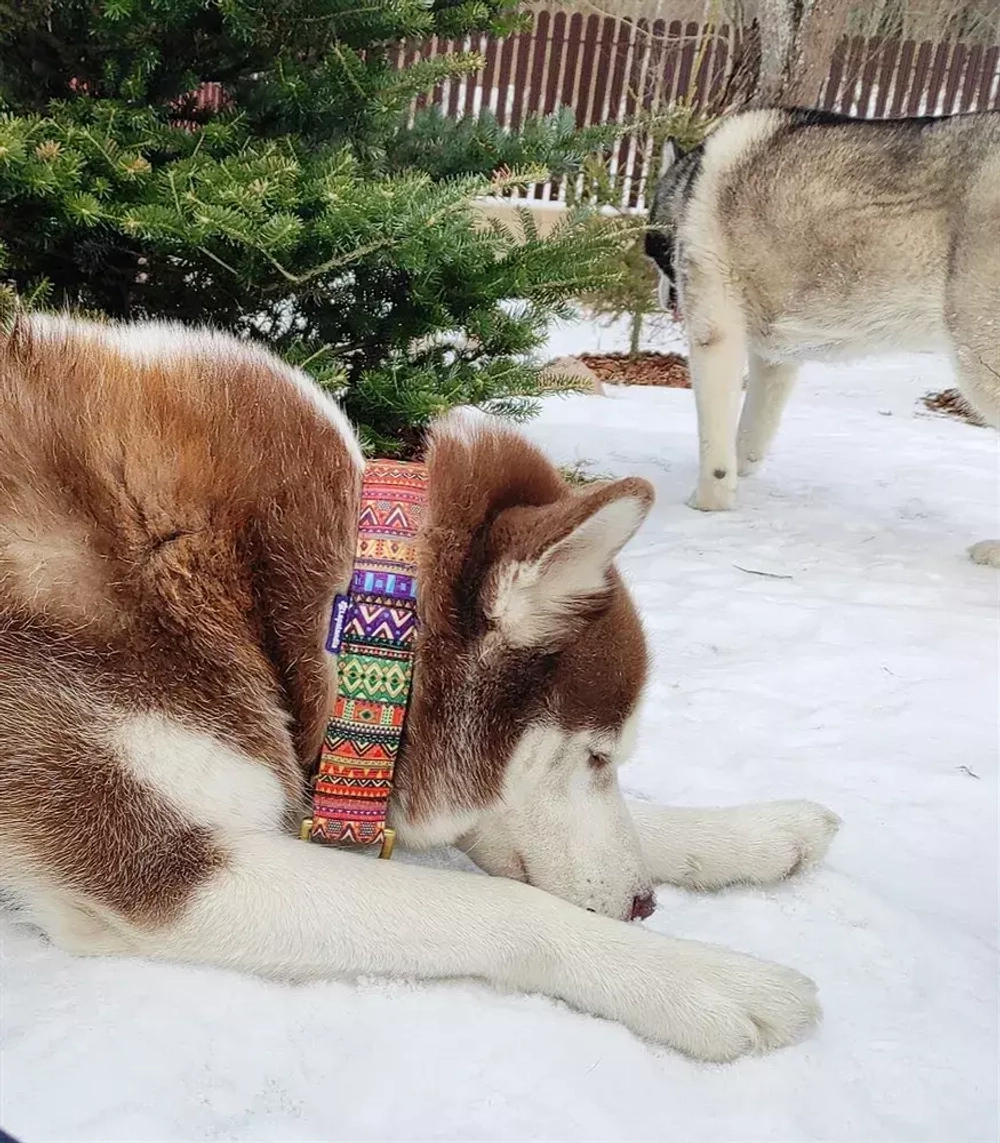 Широкий ошейник полуудавка для собак Этно  Lapalandia 40 мм