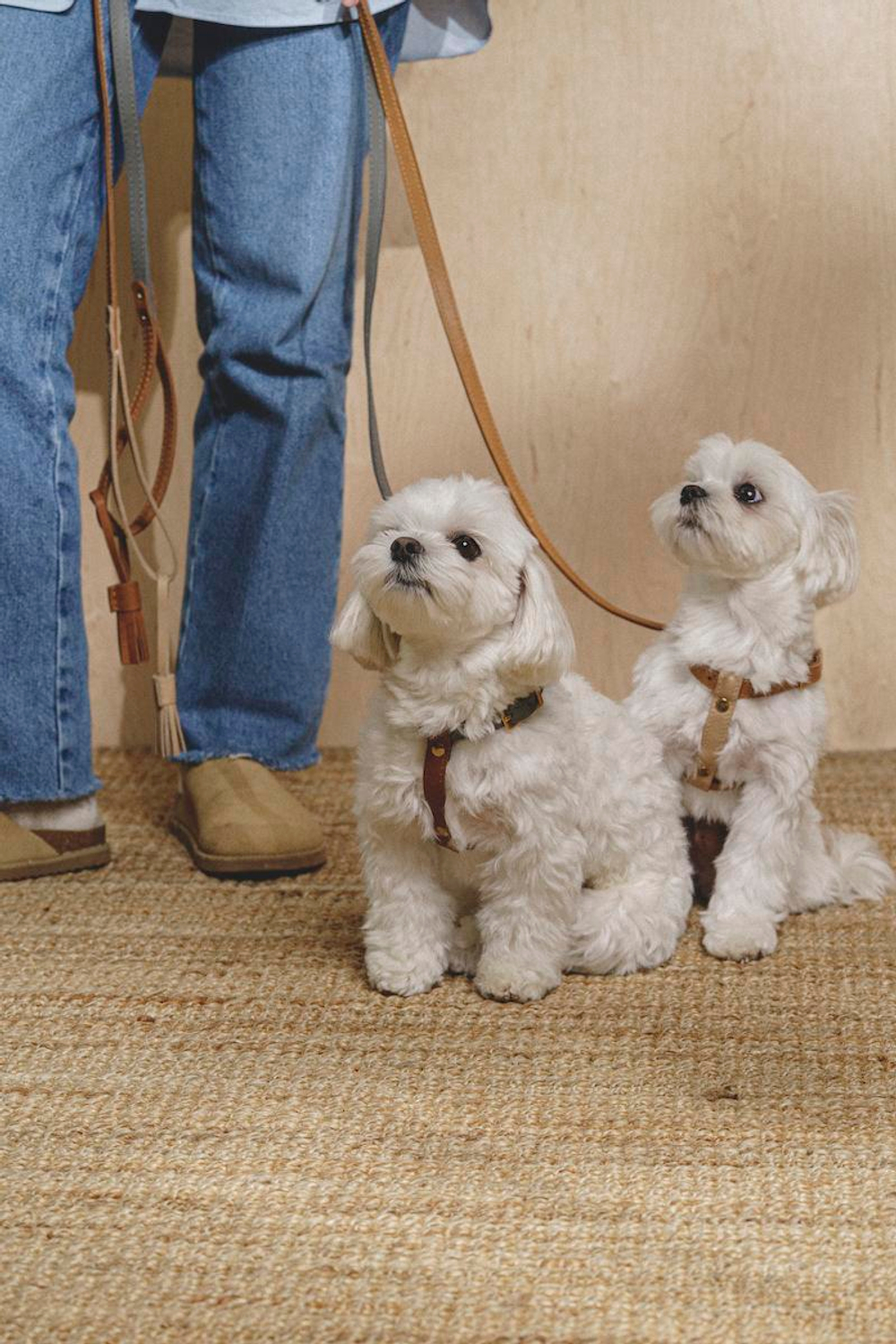 Шлейка "Пони-гулёни" Графит и рыжий