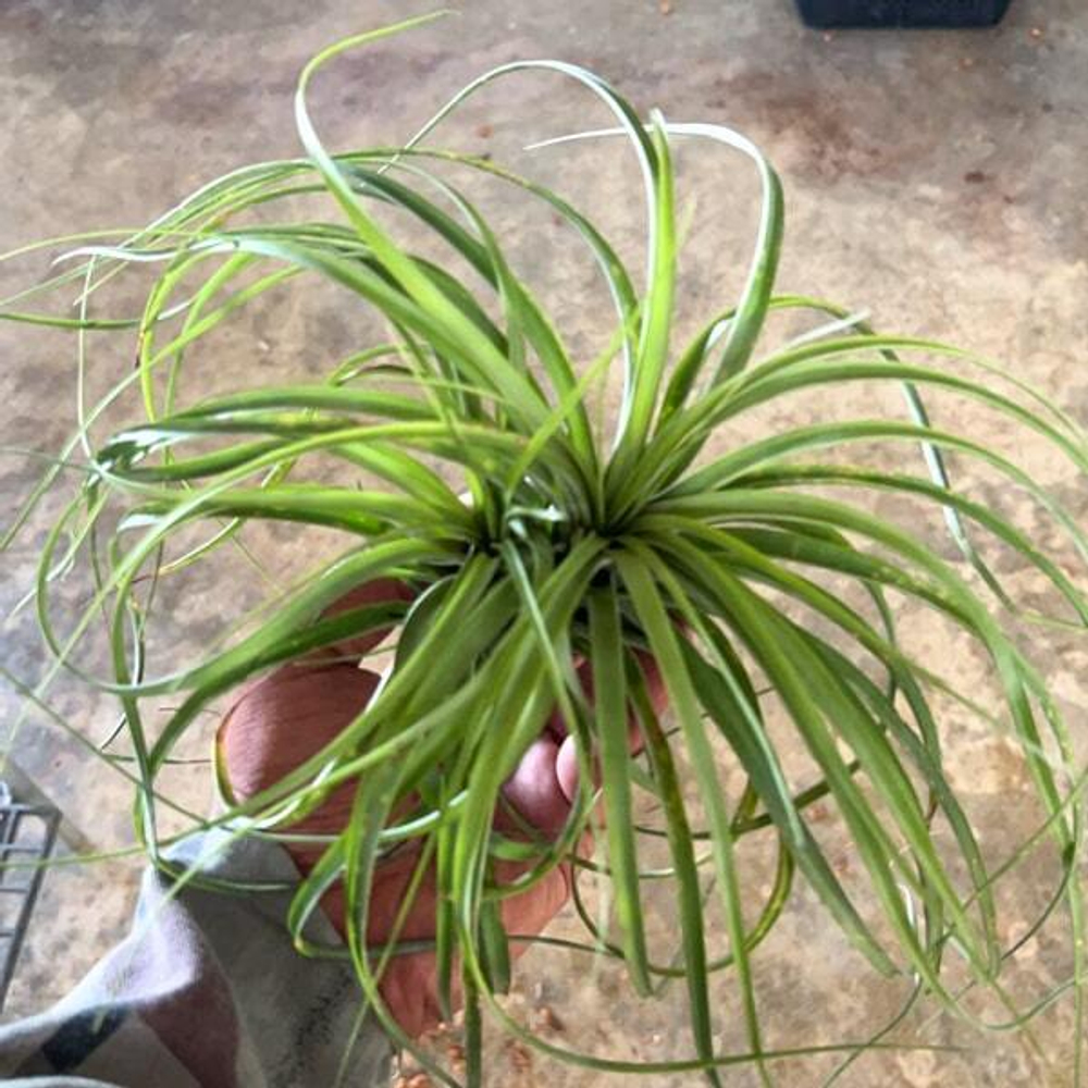 Тилландсия brachycaulos