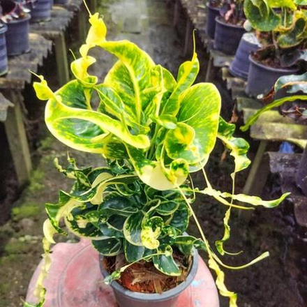 Кротон DOI PUI