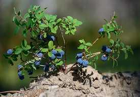 Фертигация голубики: удобрения через капельный полив, pH и программа питания по сезону