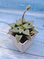 Haworthia Comptoniana hyb. (Хавортия)