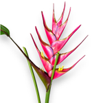 Цветок стрелиции розовый большой с листом