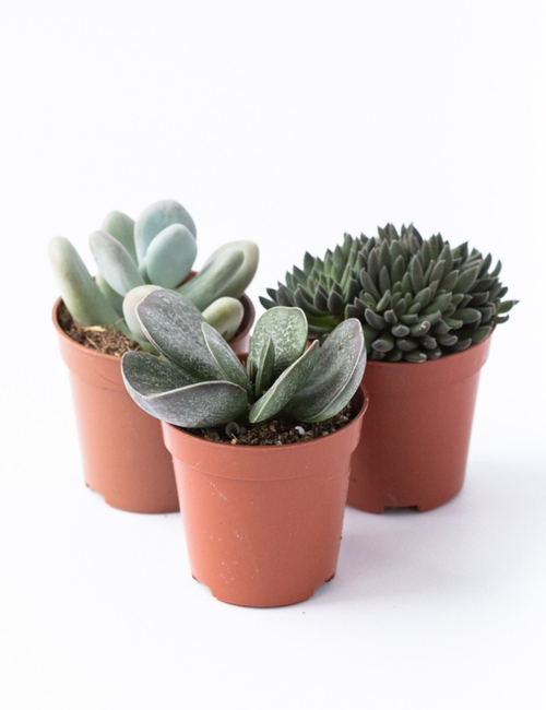 Микс из трех суккулентов d 5