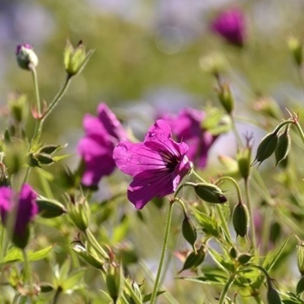 Герань гибридная "Red Admiral". Geranium hybridum "Red Admiral".