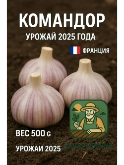 Чеснок посадочный озимый Командор (Франция)