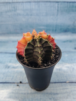 Gymnocalycium Variegata (Гимнокалициум Вариегатный)