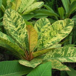 Плюмерия VAR YELLOW/MAYA