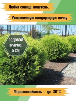Туя саженец западная Хозери хвойные деревья