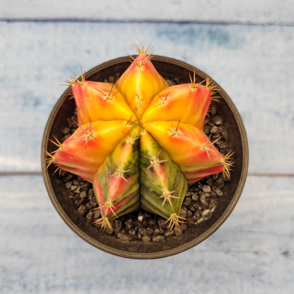 Gymnocalycium Variegata (Гимнокалициум Вариегатный)