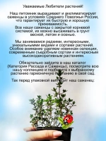 Чабрец Лимонный