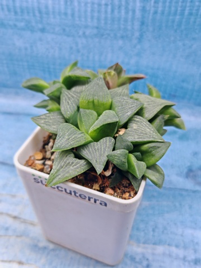 Haworthia Retusa Geraldii (Хавортия)
